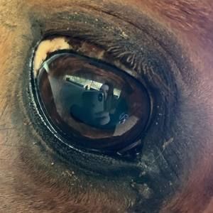 Meet your Posher, Halle